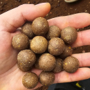 House+ Boilies (shelf life)